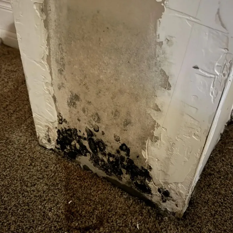 Professional Mold Removal in Toquerville, UT